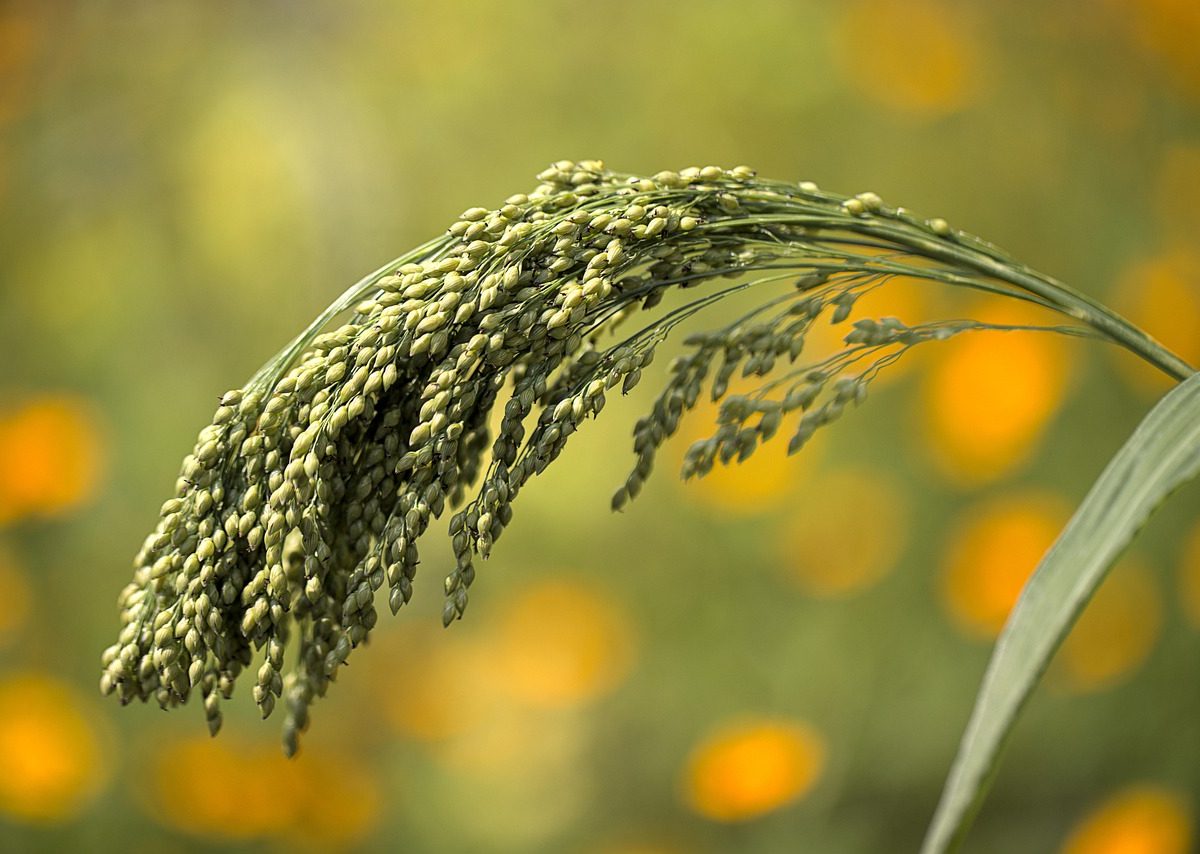Intégrer le millet dans son alimentation quotidienne