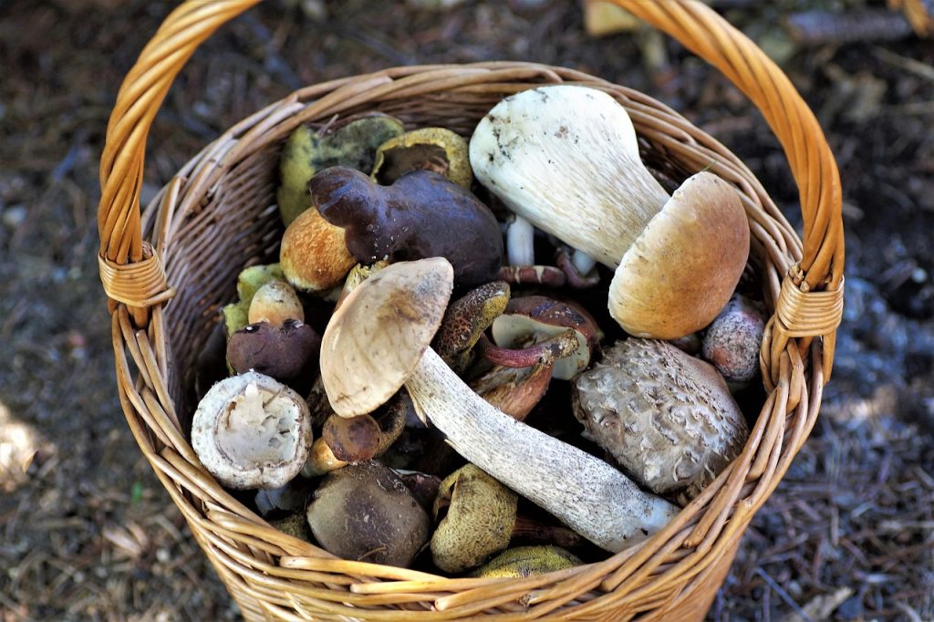 Les champignons qui boostent le cerveau : conseils pratiques